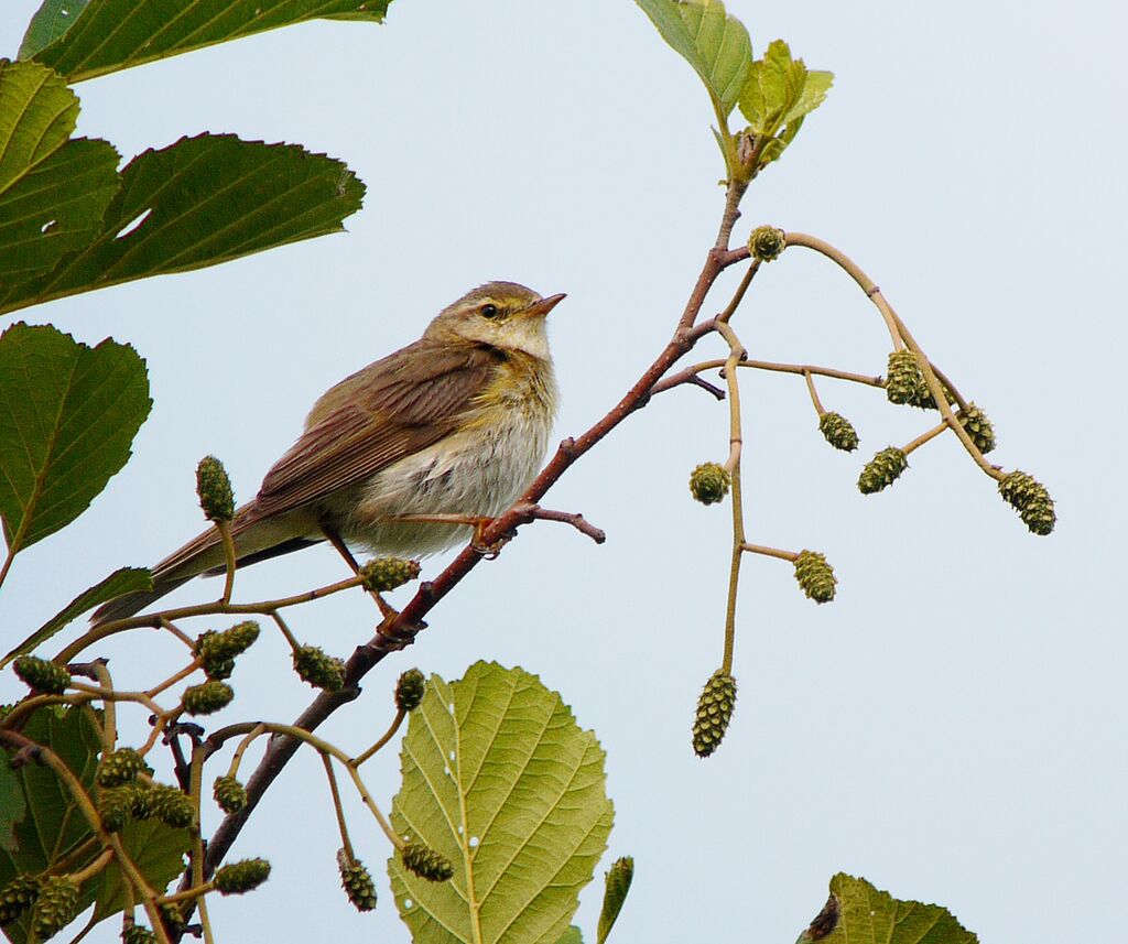 Willow Warbler male adult breeding, identification