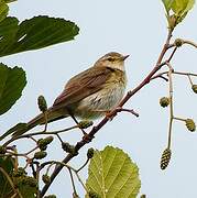 Willow Warbler