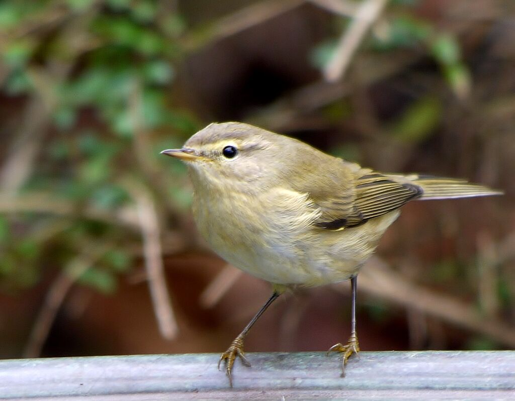 Pouillot véloceadulte, identification