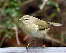 Common Chiffchaff