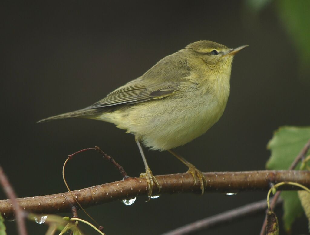 Common ChiffchaffFirst year, identification