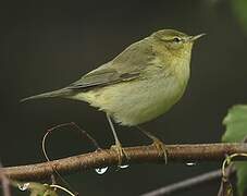 Common Chiffchaff