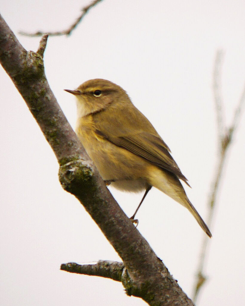 Common Chiffchaff male adult post breeding, identification