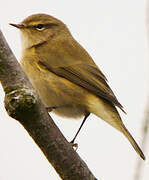 Common Chiffchaff