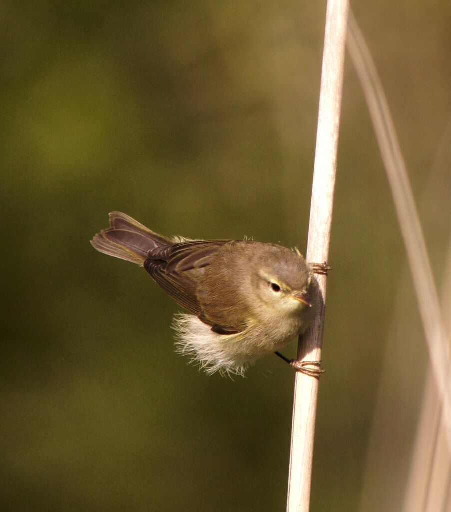 Common Chiffchaff male adult breeding, identification