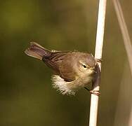 Common Chiffchaff