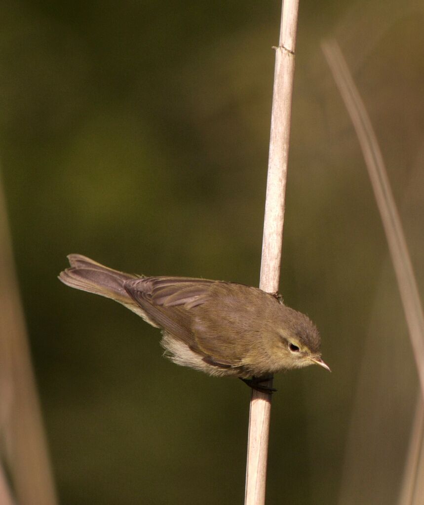 Pouillot véloce mâle adulte nuptial, identification