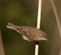 Common Chiffchaff