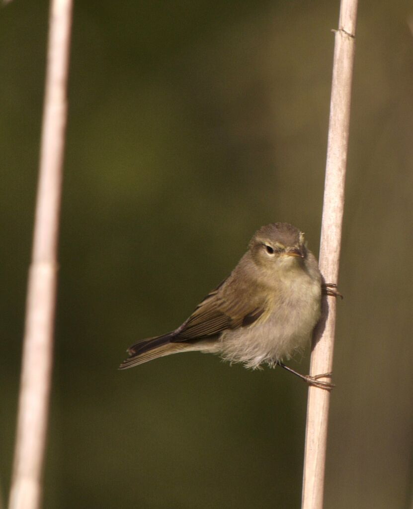 Common Chiffchaff male adult breeding, identification