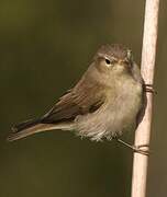 Common Chiffchaff