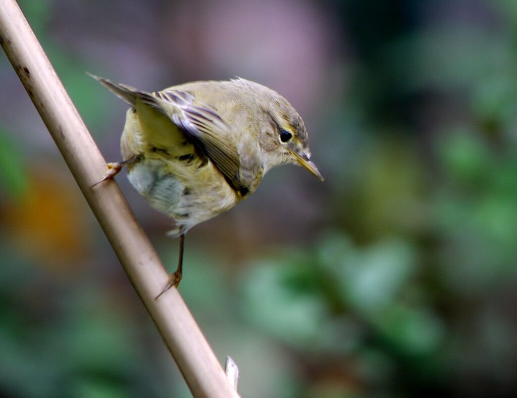 Common Chiffchaffadult post breeding, identification