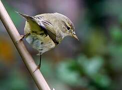 Common Chiffchaff