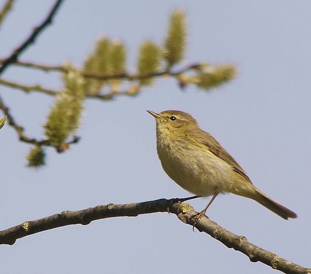 Common Chiffchaff male adult breeding, identification