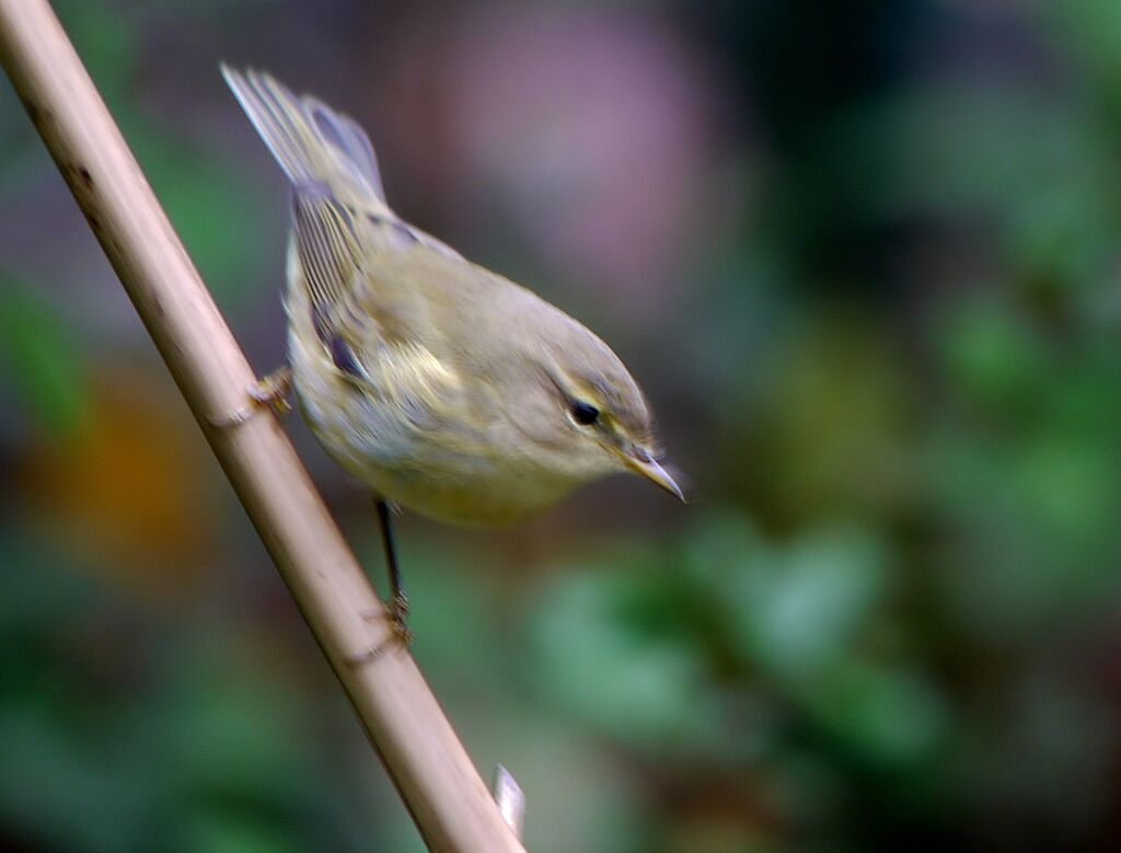 Common Chiffchaffadult, identification