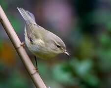 Common Chiffchaff