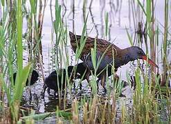 Water Rail