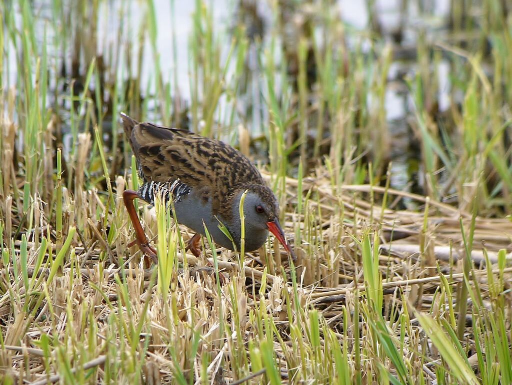 Râle d'eauadulte nuptial, identification