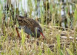 Water Rail