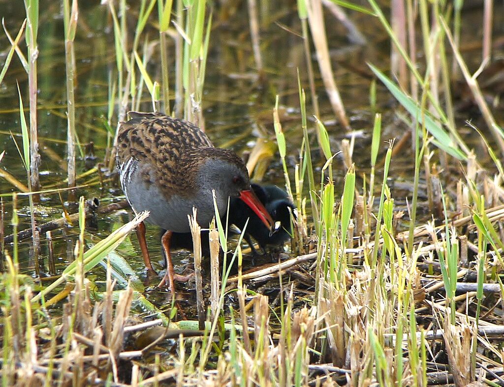 Water Railadult breeding, Reproduction-nesting