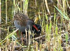 Water Rail