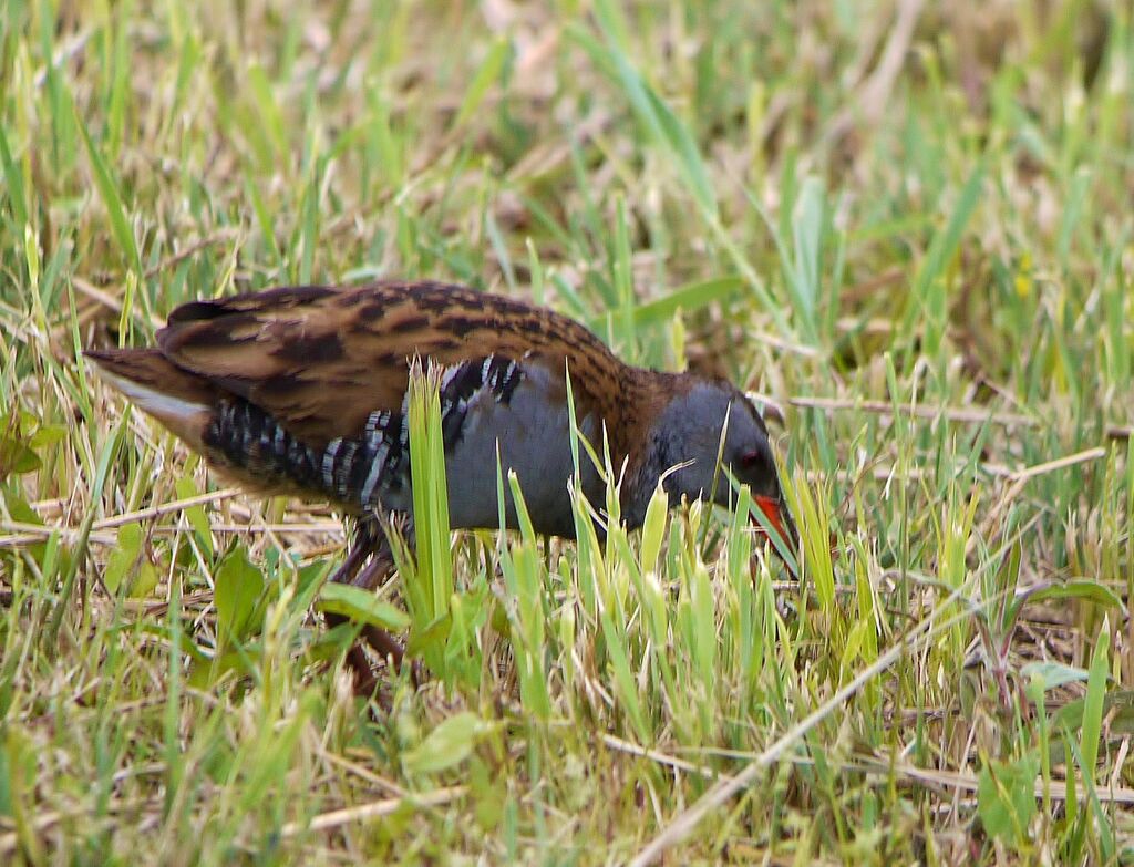 Râle d'eauadulte nuptial, identification