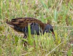 Water Rail