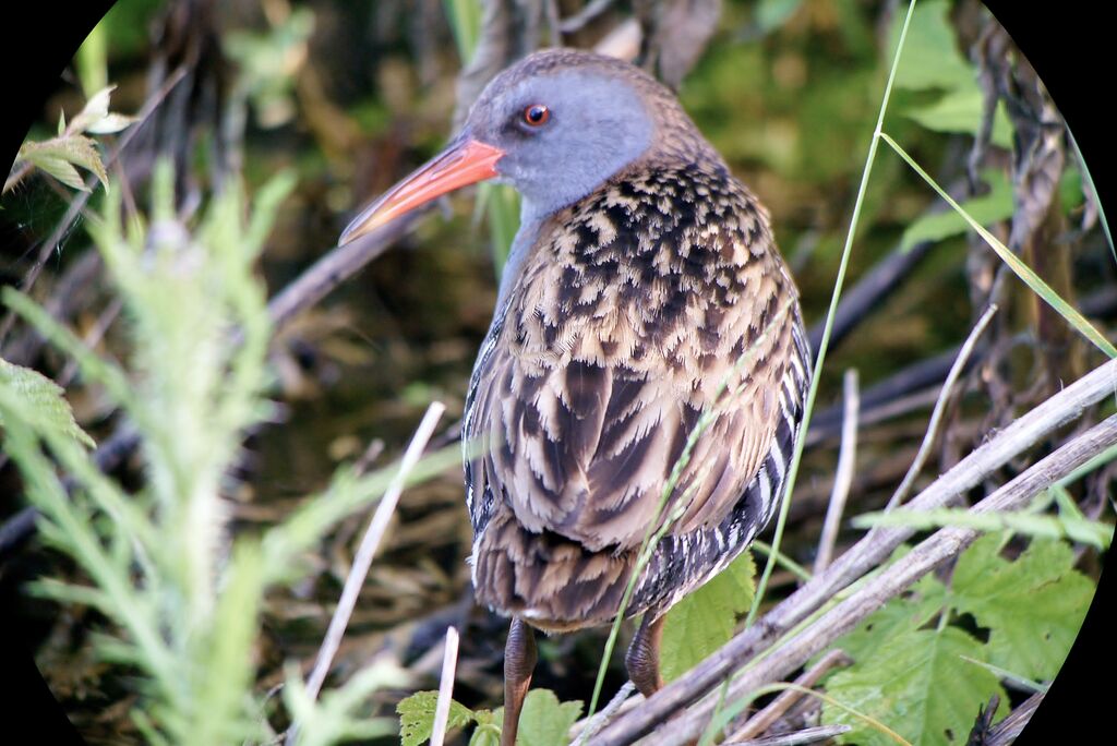 Water Rail, identification