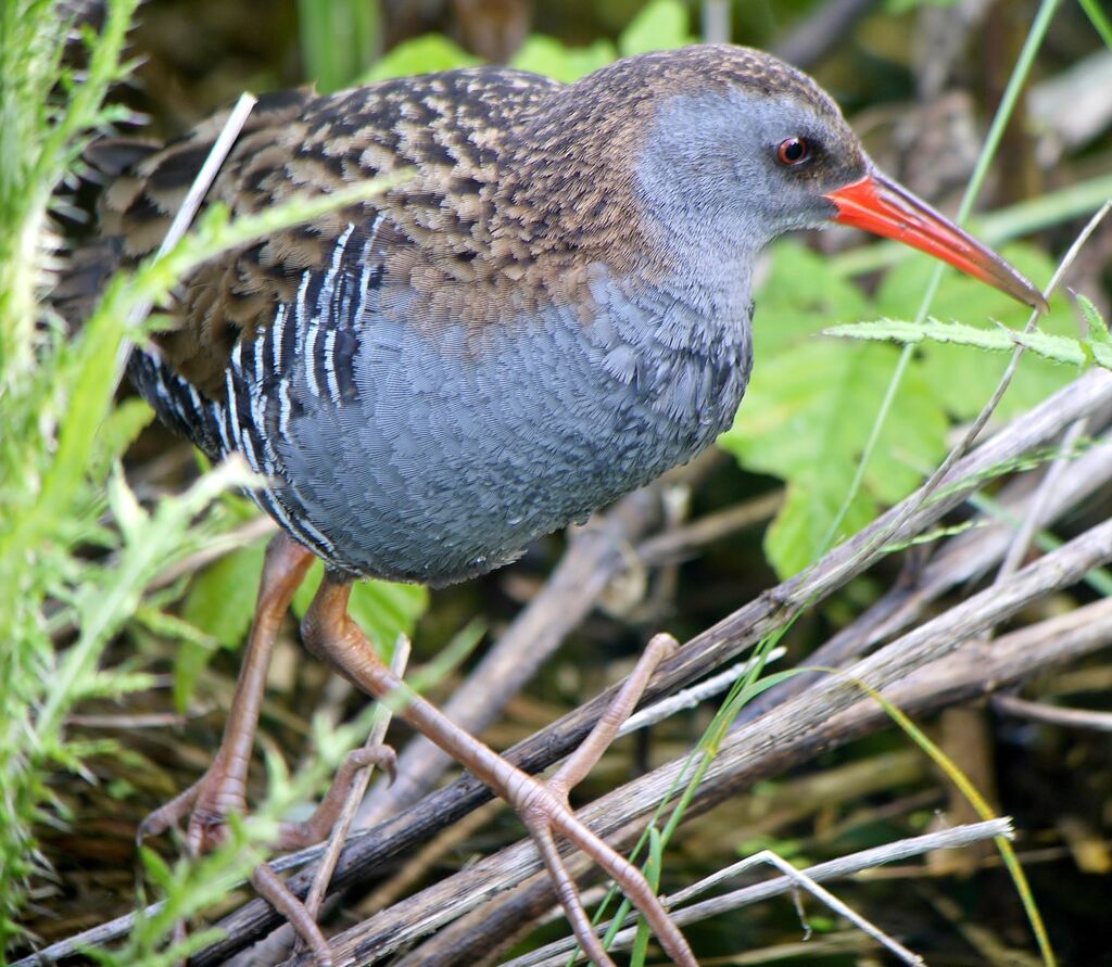 Water Rail male, identification