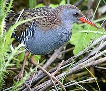 Water Rail