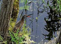 Water Rail