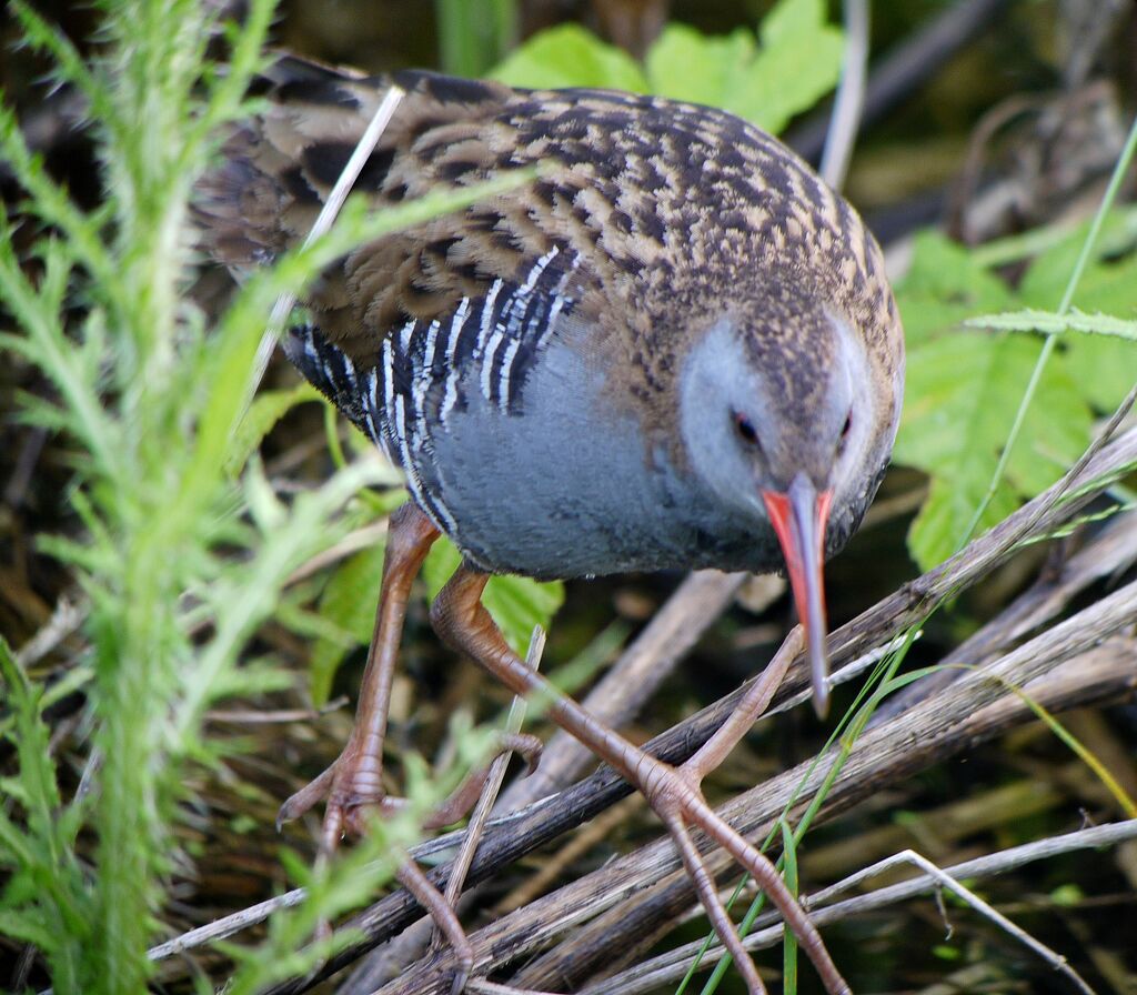 Water Rail male, identification