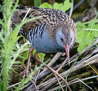 Water Rail