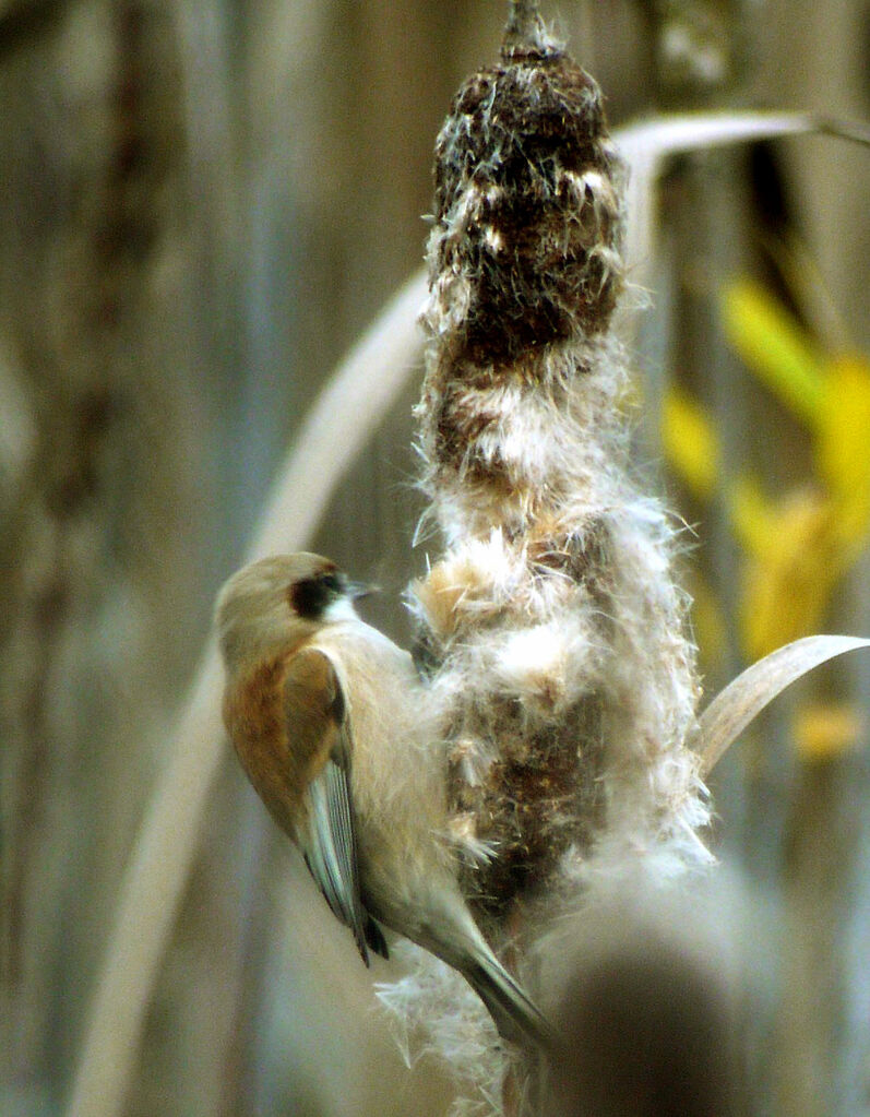 Eurasian Penduline Tit male, identification