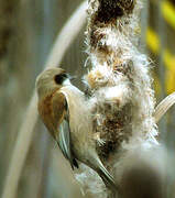 Eurasian Penduline Tit