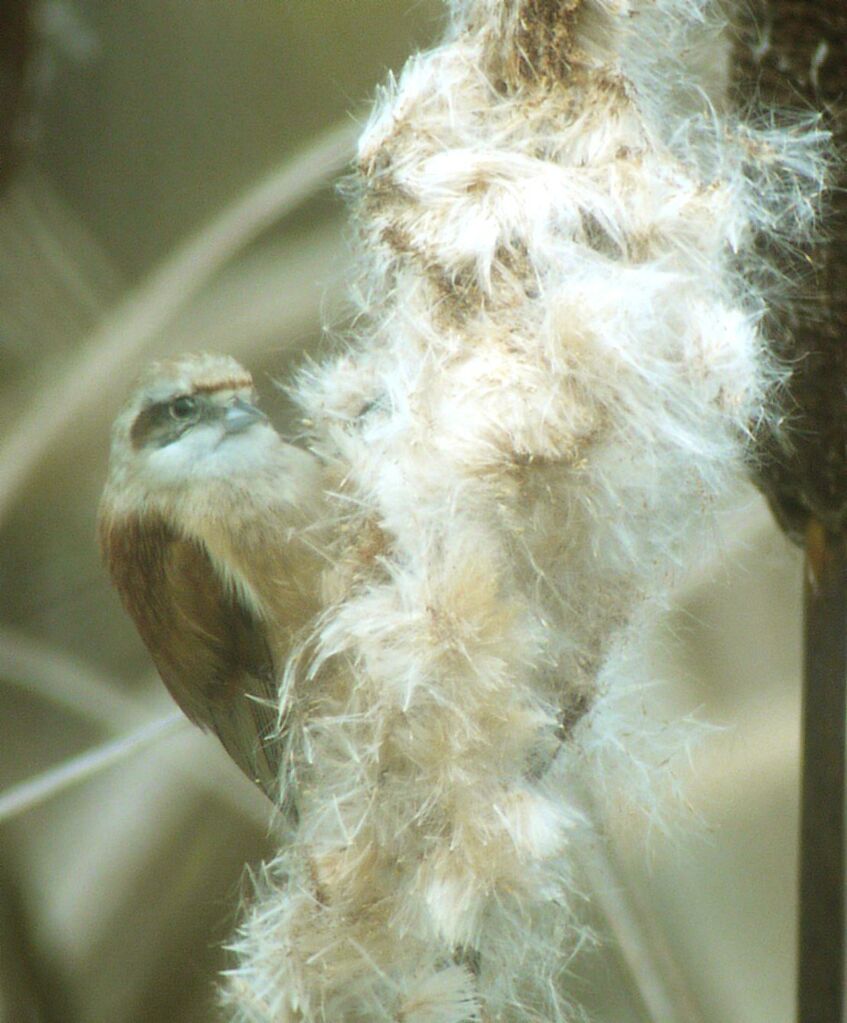 Eurasian Penduline Tit male, identification