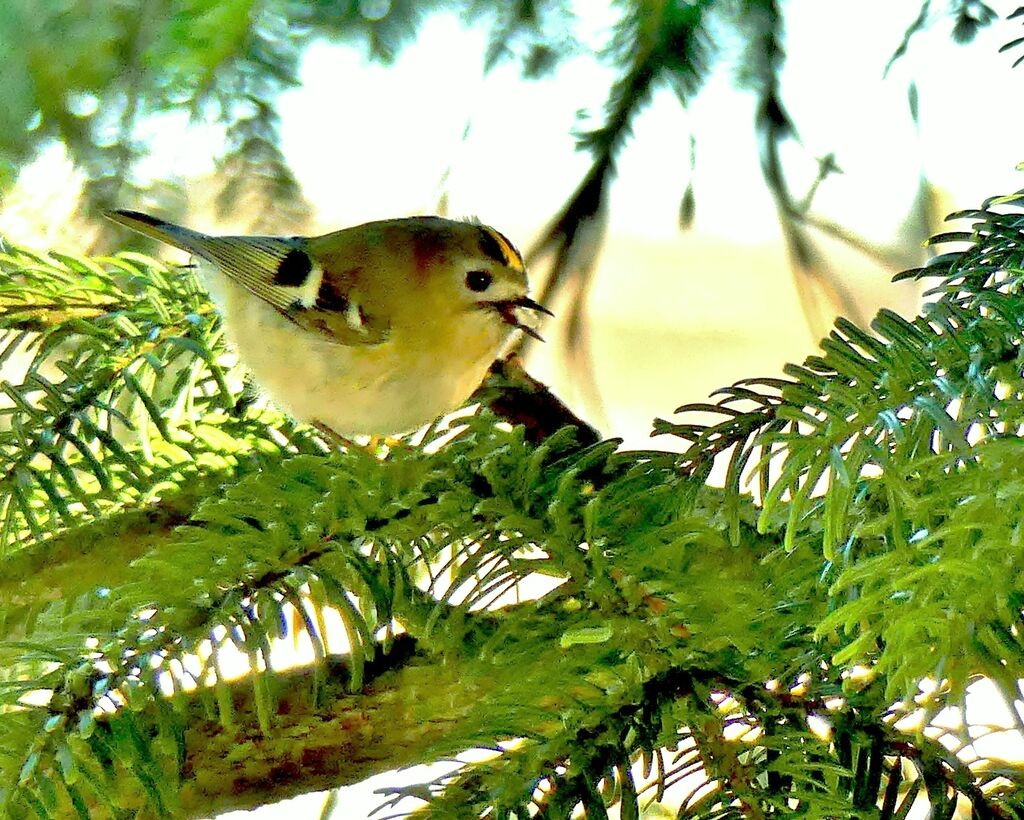 Roitelet huppé mâle, identification