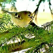 Goldcrest