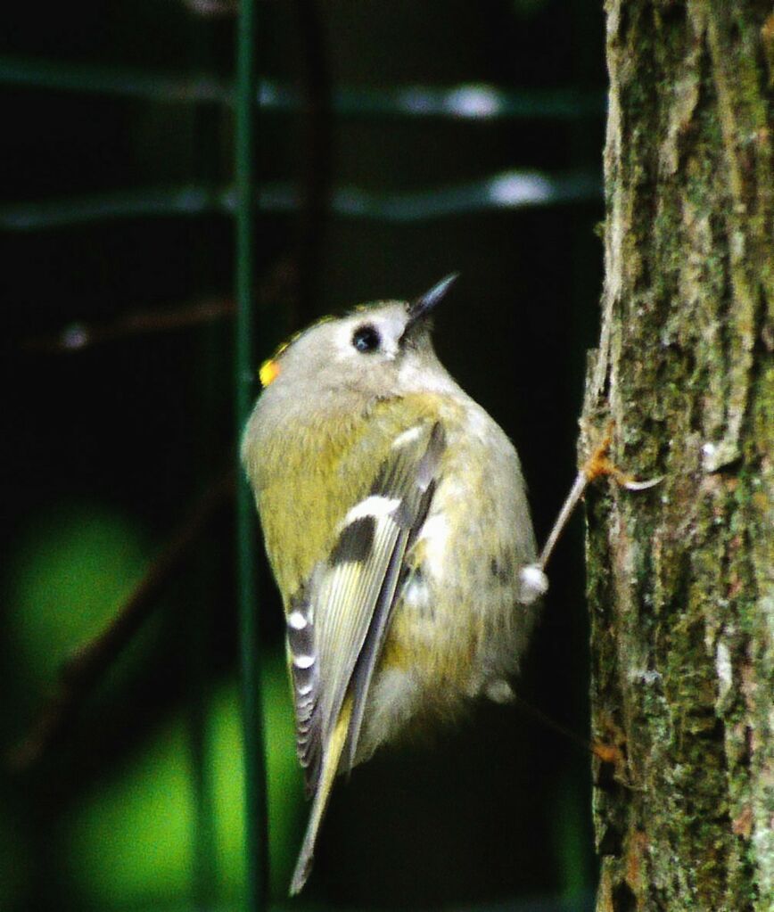 Roitelet huppé mâle adulte, identification