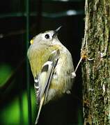 Goldcrest