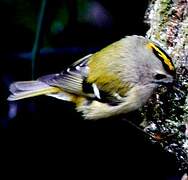 Goldcrest