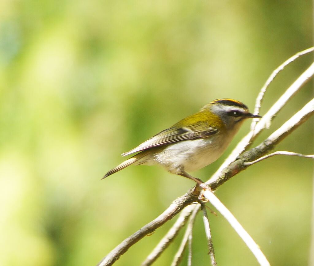 Common Firecrest male adult breeding