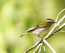 Common Firecrest