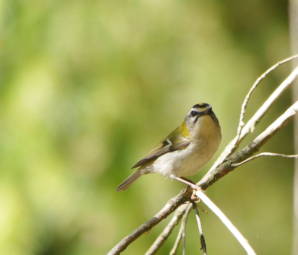 Common Firecrest male adult breeding