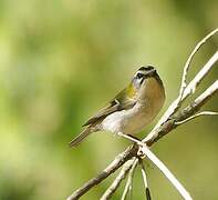 Common Firecrest