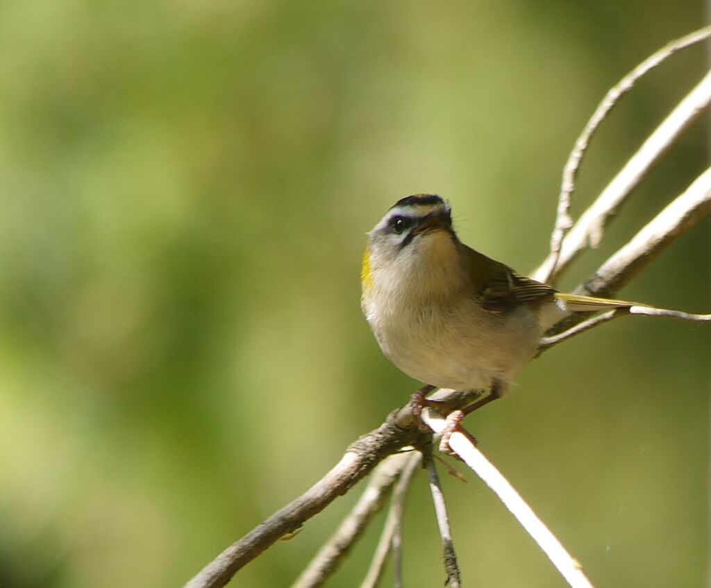 Common Firecrest male adult breeding, identification