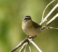 Common Firecrest