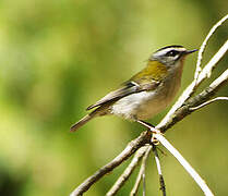 Common Firecrest