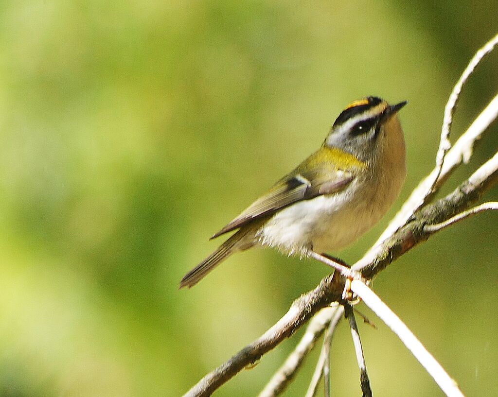 Common Firecrest male adult breeding, identification