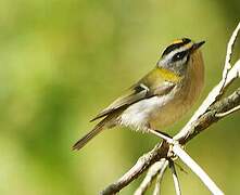 Common Firecrest