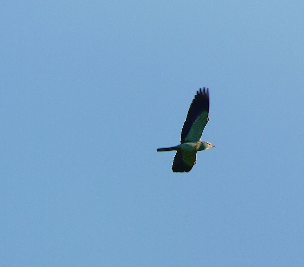 European Roller male adult breeding, Flight